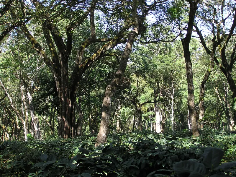Chikmagalur coffee