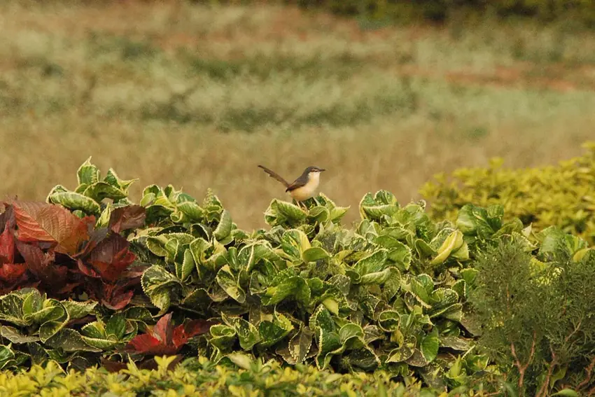 Hebbal Lake North Bengaluru