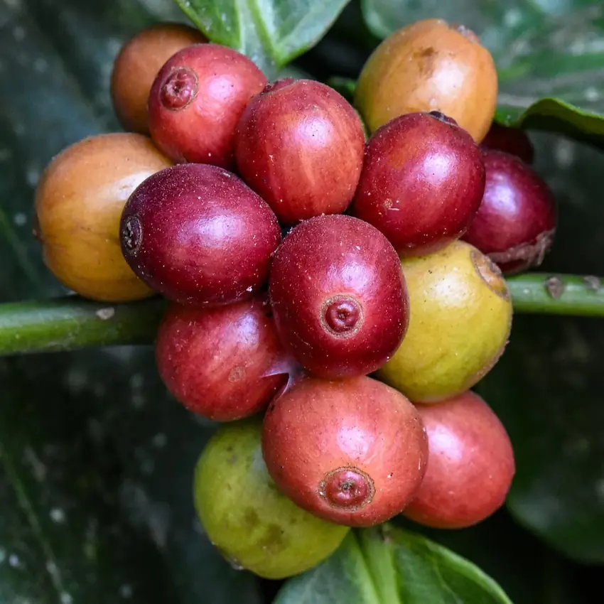 Coorg coffee