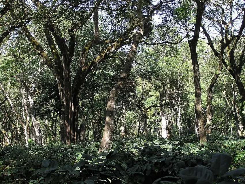Chikmagalur coffee